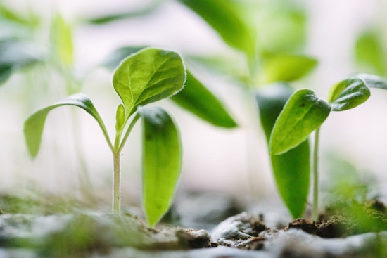 Singapore-MIT Alliance Innovates with Nanosensor for Real-Time Plant Iron Tracking