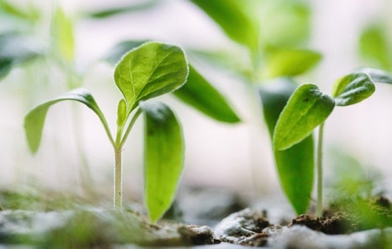 Singapore-MIT Alliance Innovates with Nanosensor for Real-Time Plant Iron Tracking
