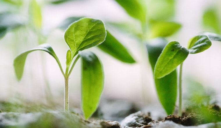 Singapore-MIT Alliance Innovates with Nanosensor for Real-Time Plant Iron Tracking