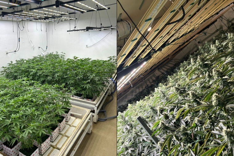 Southern California Illegal Marijuana Ring Busted: Four Men Arrested in Ventura and Los Angeles Counties