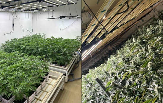 Southern California Illegal Marijuana Ring Busted: Four Men Arrested in Ventura and Los Angeles Counties
