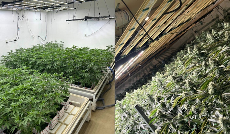 Southern California Illegal Marijuana Ring Busted: Four Men Arrested in Ventura and Los Angeles Counties