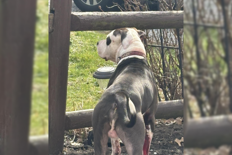 Springfield Township Warns Residents of Aggressive Loose Dog, Police Seeking Public's Assistance