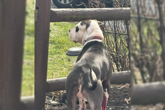 Springfield Township Warns Residents of Aggressive Loose Dog, Police Seeking Public's Assistance