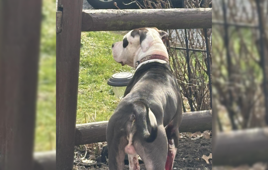Springfield Township Warns Residents of Aggressive Loose Dog, Police Seeking Public's Assistance