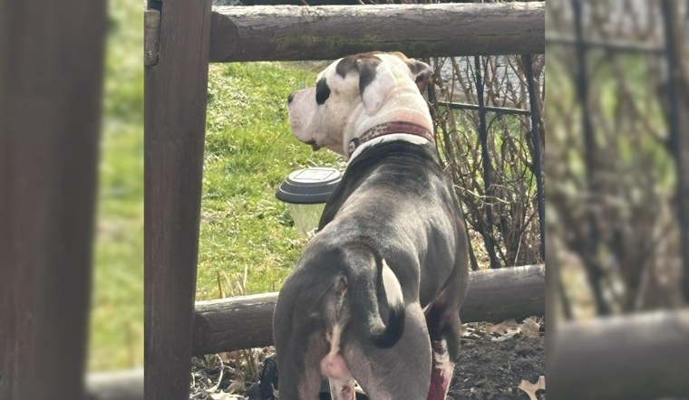 Springfield Township Warns Residents of Aggressive Loose Dog, Police Seeking Public's Assistance