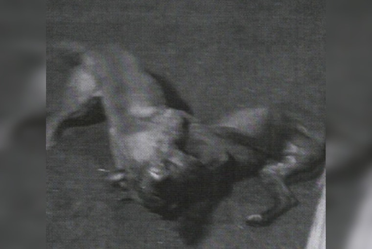St. Louis County Man Pleads Guilty to Dogfighting Charges, Faces Up to 5 Years in Prison