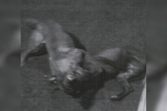 St. Louis County Man Pleads Guilty to Dogfighting Charges, Faces Up to 5 Years in Prison