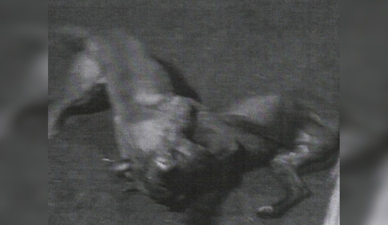 St. Louis County Man Pleads Guilty to Dogfighting Charges, Faces Up to 5 Years in Prison