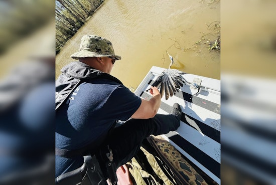 St. Tammany Parish Deputies Rescue Great Blue Heron from Abandoned Fishing Gear