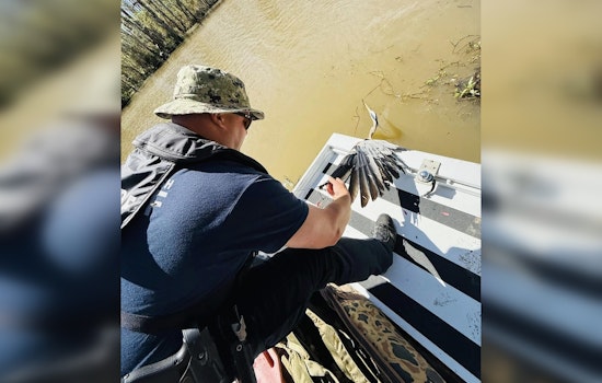 St. Tammany Parish Deputies Rescue Great Blue Heron from Abandoned Fishing Gear