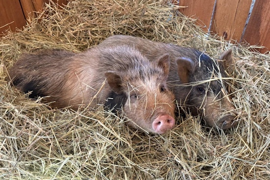 Stranded Pigs from Guthrie Area Fire Safe at Home Thanks to Sheriff's Office and Community Effort