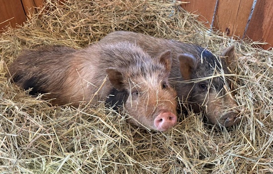 Stranded Pigs from Guthrie Area Fire Safe at Home Thanks to Sheriff's Office and Community Effort