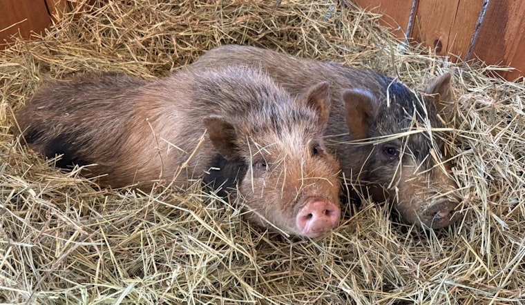 Stranded Pigs from Guthrie Area Fire Safe at Home Thanks to Sheriff's Office and Community Effort