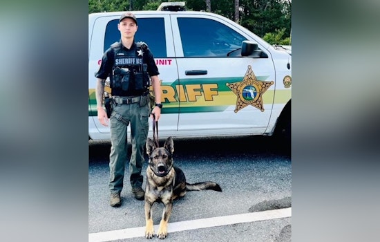 Strategic Teamwork Leads to Suspect's Capture as Clay County Sheriff's Office Utilizes Drone and K9 Unit in Successful Pursuit