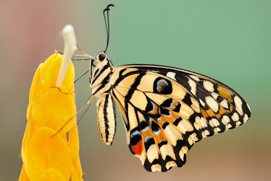 Study Reveals a Startling 22% Decline in U.S. Butterfly Populations, MSU Researchers Call for Urgent Conservation Action