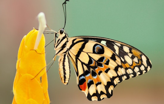 Study Reveals a Startling 22% Decline in U.S. Butterfly Populations, MSU Researchers Call for Urgent Conservation Action