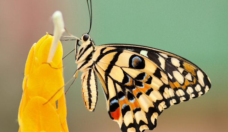 Study Reveals a Startling 22% Decline in U.S. Butterfly Populations, MSU Researchers Call for Urgent Conservation Action