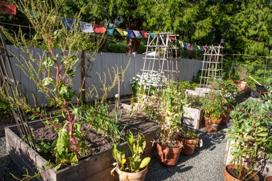 Support Seattle Farmers: Join a Community Supported Agriculture Program for Fresh, Local Produce