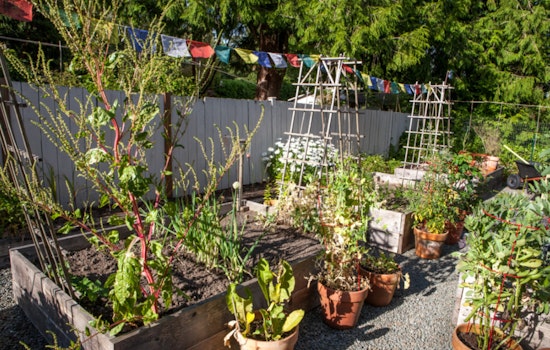Support Seattle Farmers: Join a Community Supported Agriculture Program for Fresh, Local Produce