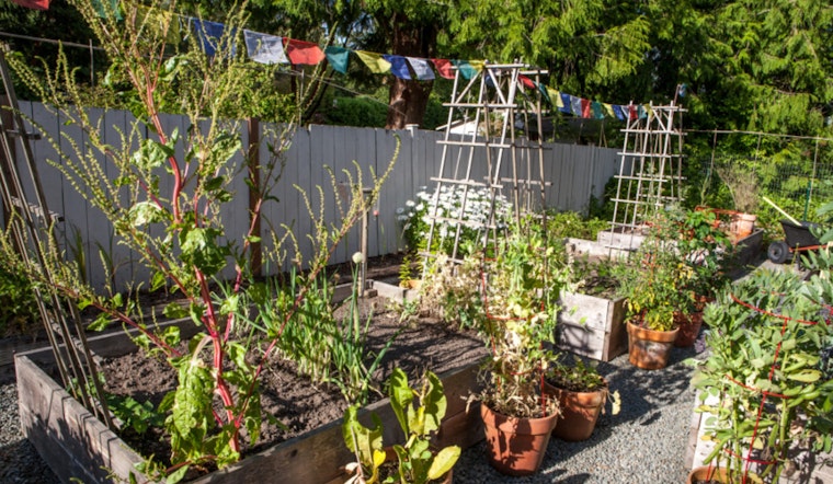 Support Seattle Farmers: Join a Community Supported Agriculture Program for Fresh, Local Produce