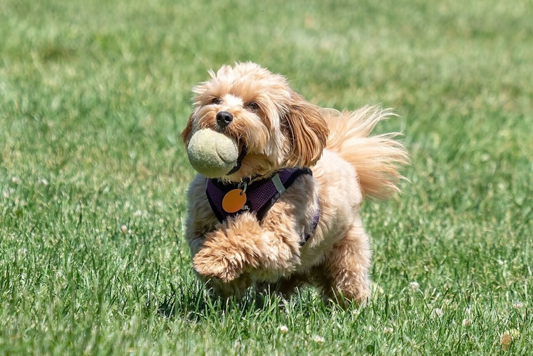 Surprise's Dick McComb Dog Park Stays Open Amid Electrical Upgrades, City Calls for Caution