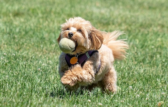 Surprise's Dick McComb Dog Park Stays Open Amid Electrical Upgrades, City Calls for Caution