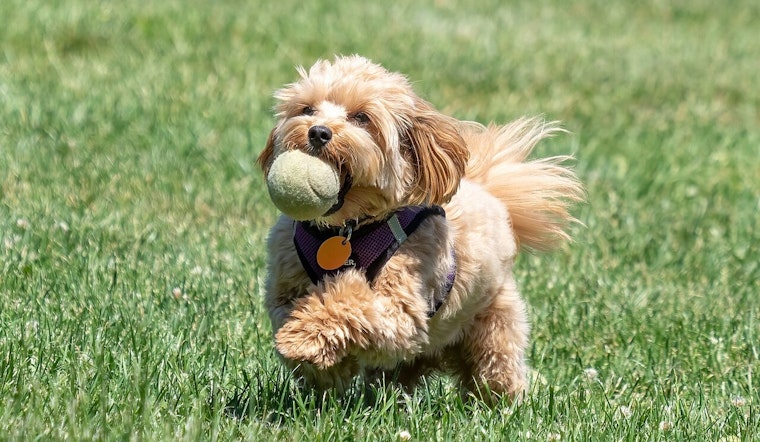 Surprise's Dick McComb Dog Park Stays Open Amid Electrical Upgrades, City Calls for Caution