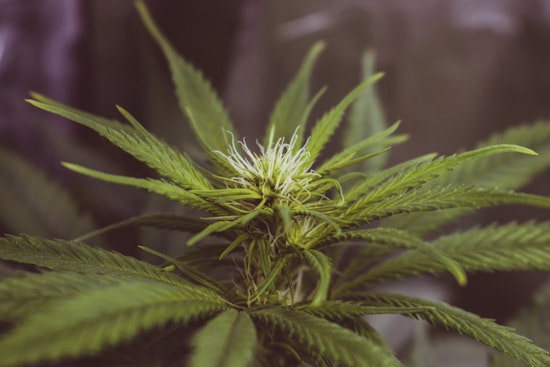 Texas Senate Passes Bill to Ban THC Products, Threatening Local Market and Sparking Debate over Regulation in Austin