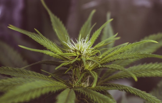 Texas Senate Passes Bill to Ban THC Products, Threatening Local Market and Sparking Debate over Regulation in Austin