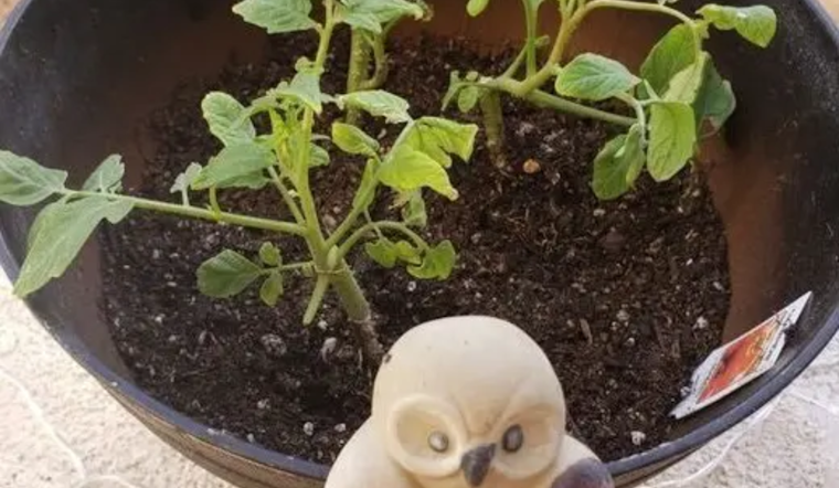 Thomas Branigan Memorial Library Hosts Spring Gardening Workshop in Las Cruces