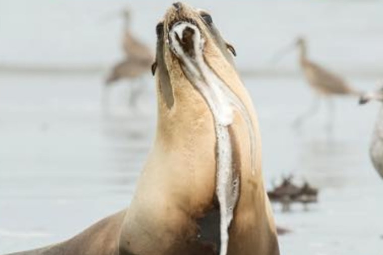 Toxic Algae Bloom Triggers Environmental Crisis on Los Angeles County Beaches, Endangering Marine Life