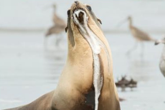 Toxic Algae Bloom Triggers Environmental Crisis on Los Angeles County Beaches, Endangering Marine Life