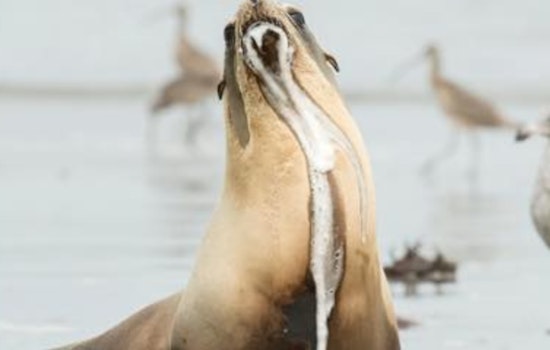 Toxic Algae Bloom Triggers Environmental Crisis on Los Angeles County Beaches, Endangering Marine Life