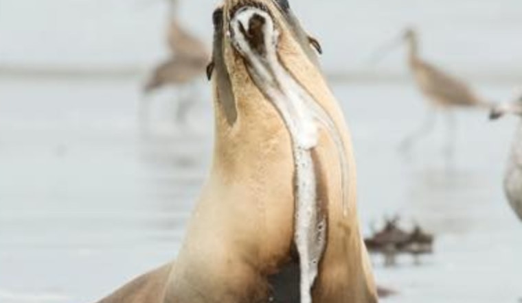 Toxic Algae Bloom Triggers Environmental Crisis on Los Angeles County Beaches, Endangering Marine Life