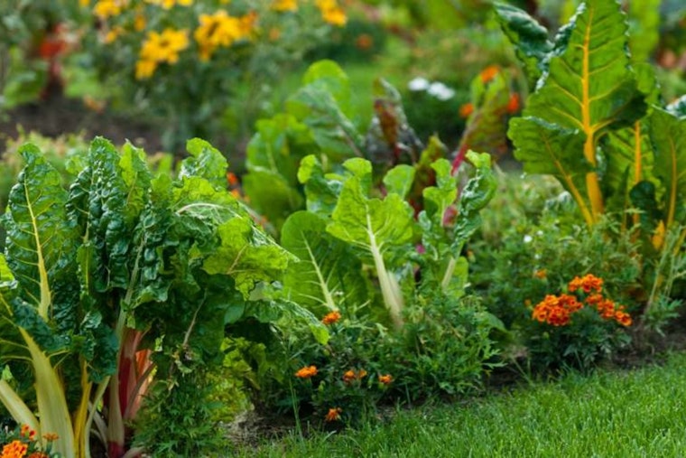 Transform Your Yard into an Edible Oasis by Joining Raleigh's "Foodscaping" Class at Marsh Creek Park