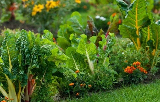 Transform Your Yard into an Edible Oasis by Joining Raleigh's "Foodscaping" Class at Marsh Creek Park
