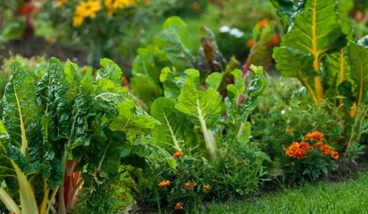 Transform Your Yard into an Edible Oasis by Joining Raleigh's "Foodscaping" Class at Marsh Creek Park