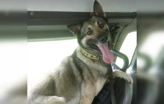 Union County Sheriff's Office Mourns the Loss of Beloved K9 Santos After Decade of Service