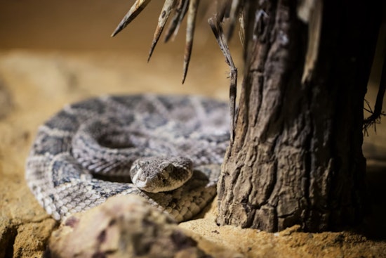 University of Michigan’s Matthaei Botanical Gardens Urges Kindness Following Killing of Protected Rattlesnake