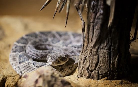 University of Michigan’s Matthaei Botanical Gardens Urges Kindness Following Killing of Protected Rattlesnake