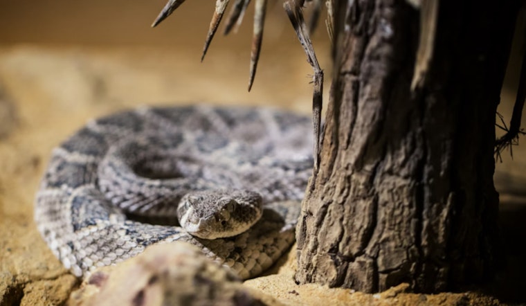 University of Michigan’s Matthaei Botanical Gardens Urges Kindness Following Killing of Protected Rattlesnake