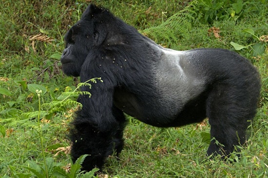 University of Minnesota Study Links Gorilla Heart Disease to Gut Microbiome Changes