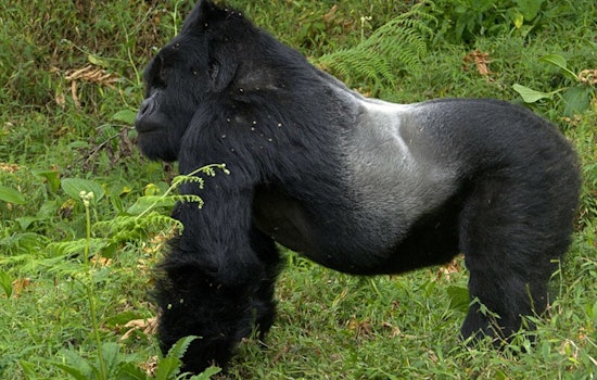 University of Minnesota Study Links Gorilla Heart Disease to Gut Microbiome Changes