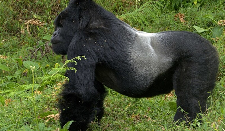 University of Minnesota Study Links Gorilla Heart Disease to Gut Microbiome Changes