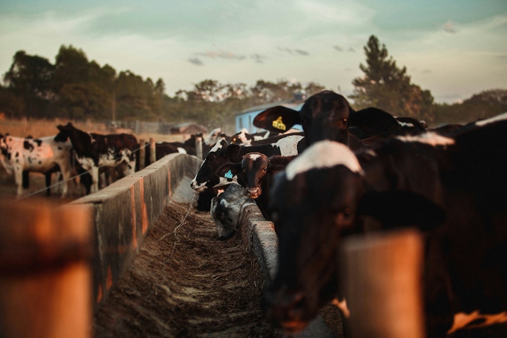 University of Minnesota's Vet Wizards Join Forces with USDA to Quash Bird Flu Menace in Dairy Cattle