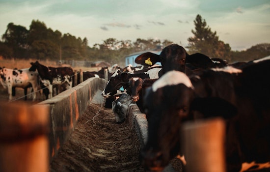 University of Minnesota's Vet Wizards Join Forces with USDA to Quash Bird Flu Menace in Dairy Cattle