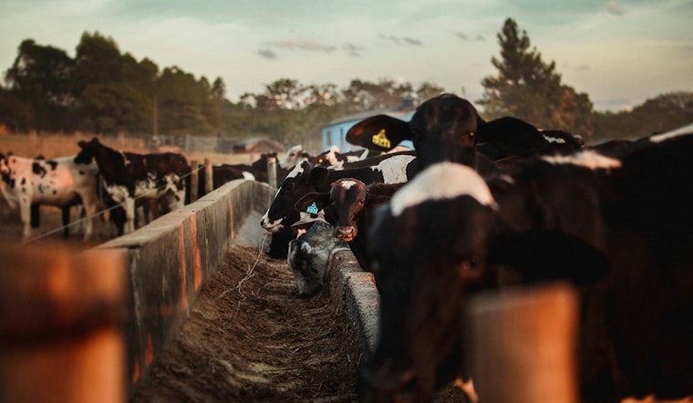 University of Minnesota's Vet Wizards Join Forces with USDA to Quash Bird Flu Menace in Dairy Cattle