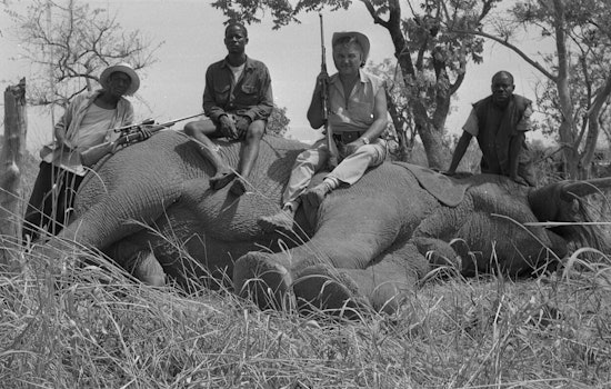 University of Tennessee Study in Nature Sustainability Sheds Light on 30-Year Hunting Practices in Cameroon