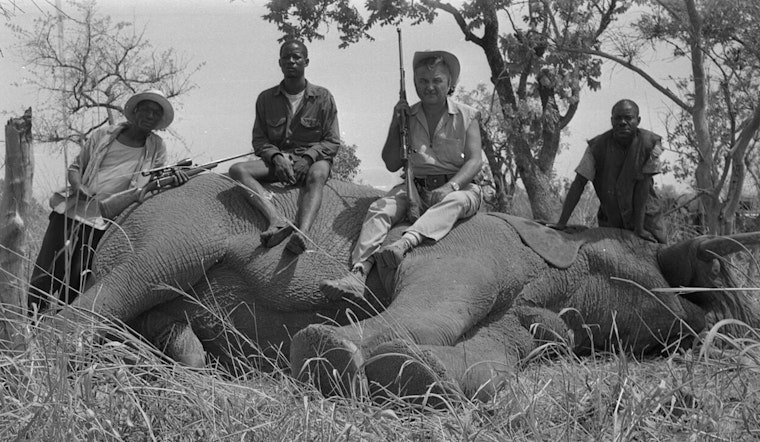 University of Tennessee Study in Nature Sustainability Sheds Light on 30-Year Hunting Practices in Cameroon